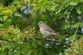 Female House finch resting on branch